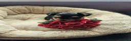 Yorkshire Terrier dogs for sale: Lovely puppies for sale  - Advert 4