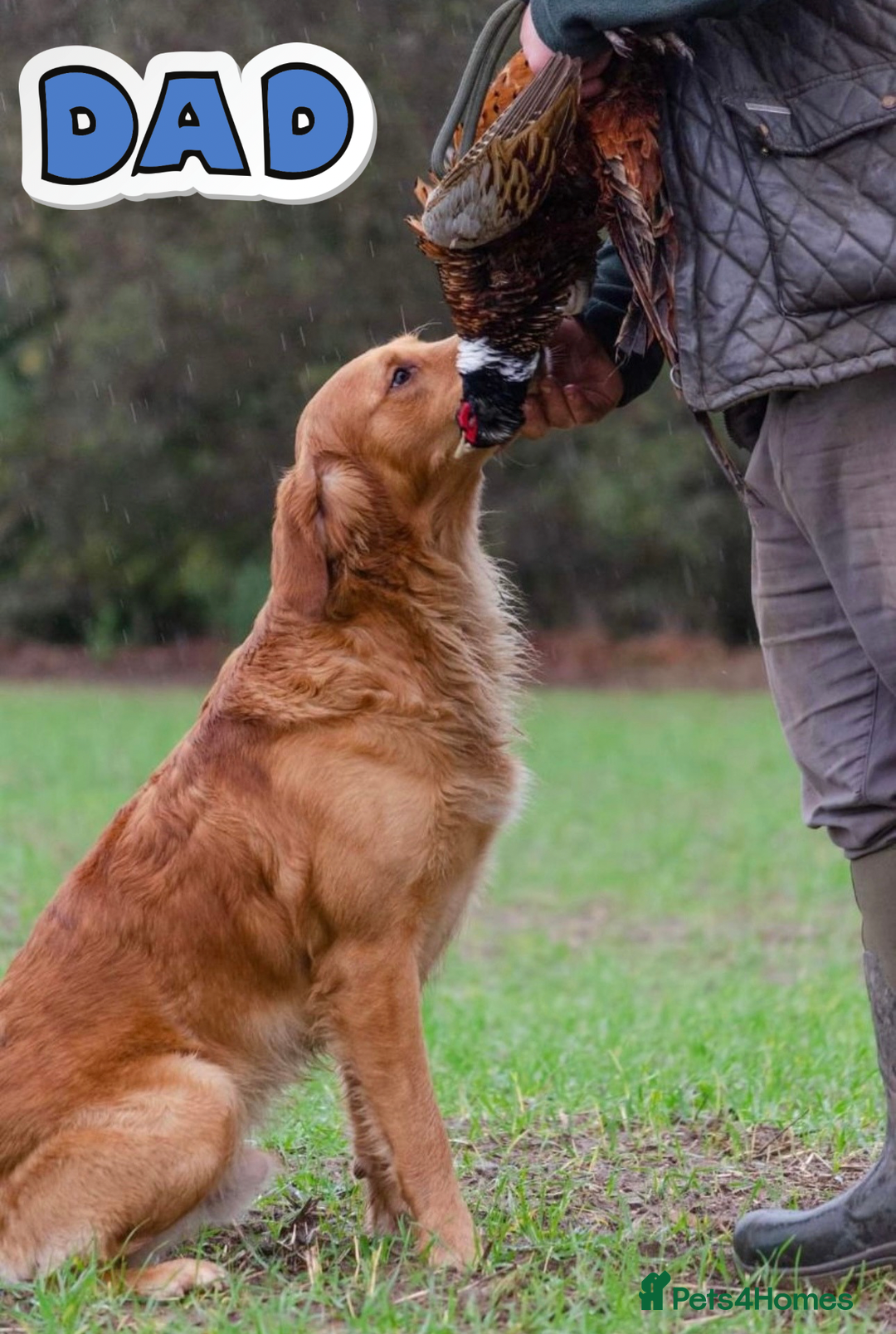 Golden Retriever dogs for sale: KC Dark Red Golden Retrievers 🧬 Clear Parents  - Image 11