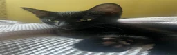 Mixed Breed cats for sale: 2 boys + girl - Advert 4