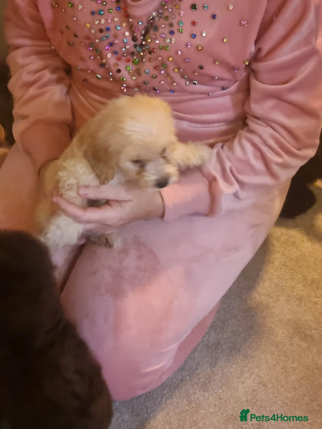 Cockapoo dogs for sale: Beautiful cockapoo  - Advert 8