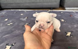 French Bulldog dogs for sale: KC FRENCH BULLDOG PUPPIES - READY NOW - Image 15