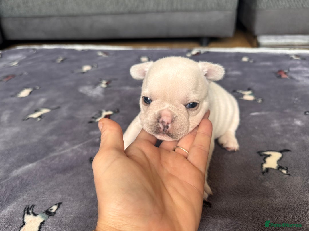 French Bulldog dogs for sale: KC FRENCH BULLDOG PUPPIES - READY NOW - Image 15