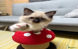 Ragdoll cats for sale: GCCF REGISTERED RAGDOLL KITTENS. 4  BOYS - Image 7