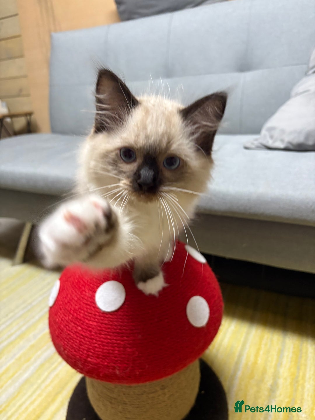 Ragdoll cats for sale: GCCF REGISTERED RAGDOLL KITTENS. 4  BOYS - Image 7