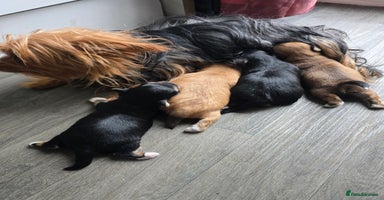 Morkie dogs Morkie puppies for sale - Advert 9