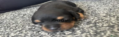 Ziggy