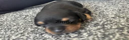 Mixed Breed dogs for sale: French bulldog cross dachsaund - Advert 11