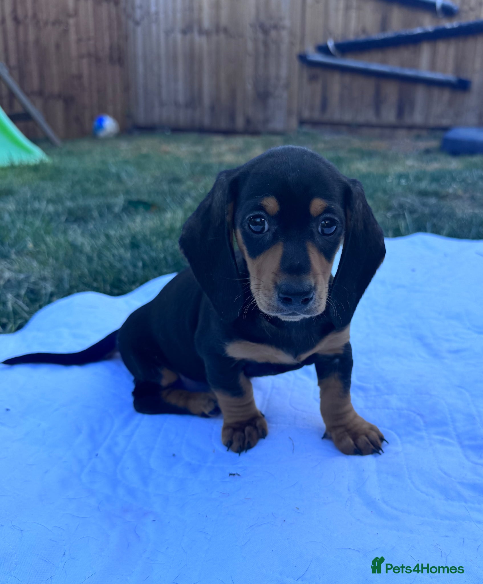 Miniature Dachshund dogs for sale: Adorable mini smoothe dachshund puppies - Advert 2