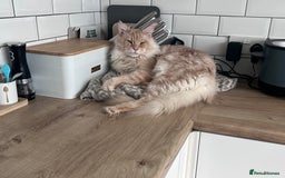 Maine Coon cats for sale: Beautiful female full Maine coon kittens  - Image 18