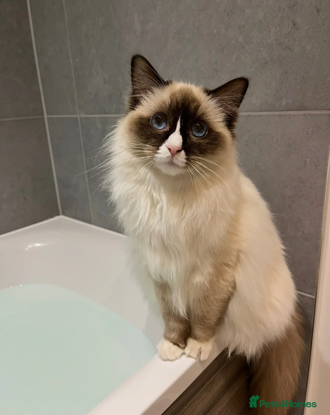 Ragdoll cats for sale: Unspayed Female Ragdoll 2yrs old in Chelmsford - Advert 1