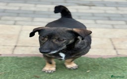 Mixed Breed dogs for adoption: Cute little Twix needs LoVE - Image 8