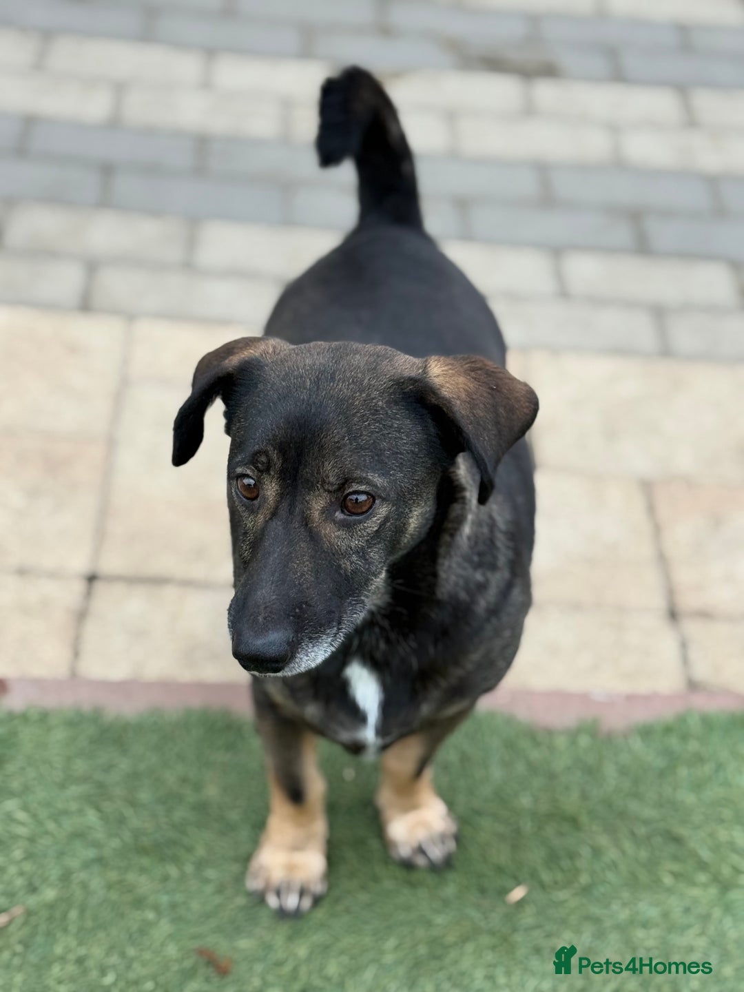 Mixed Breed dogs for adoption: Cute little Twix needs LoVE - Image 8