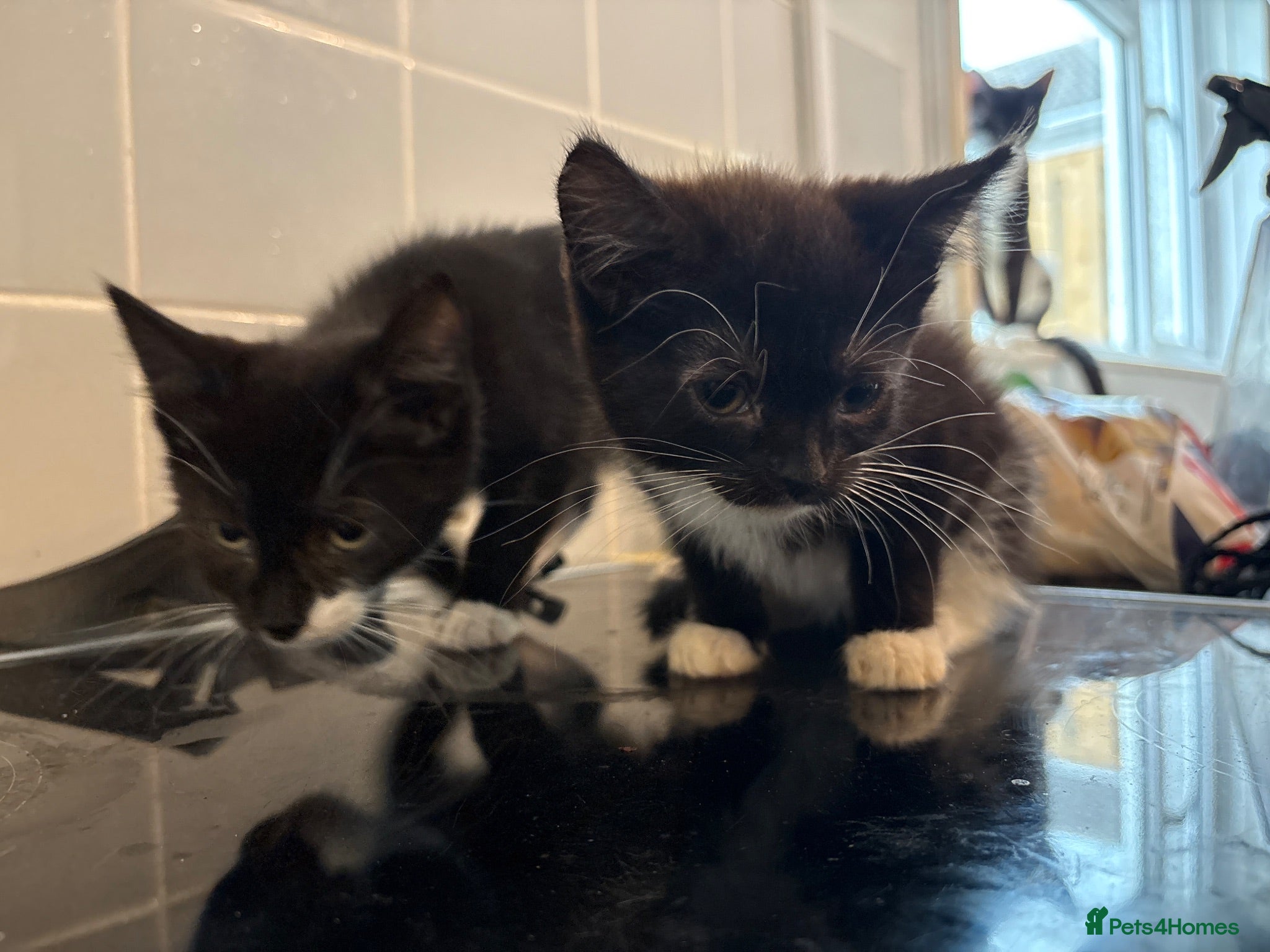 Mixed Breed cats Cute black and white female kittens for sale  - Advert 2