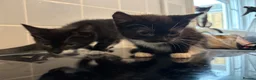 Mixed Breed cats for sale: Cute black and white female kittens for sale  - Advert 1