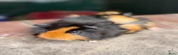 Guinea Pig rodents for sale: Gorgeous colourful guinea pigs - Advert 7