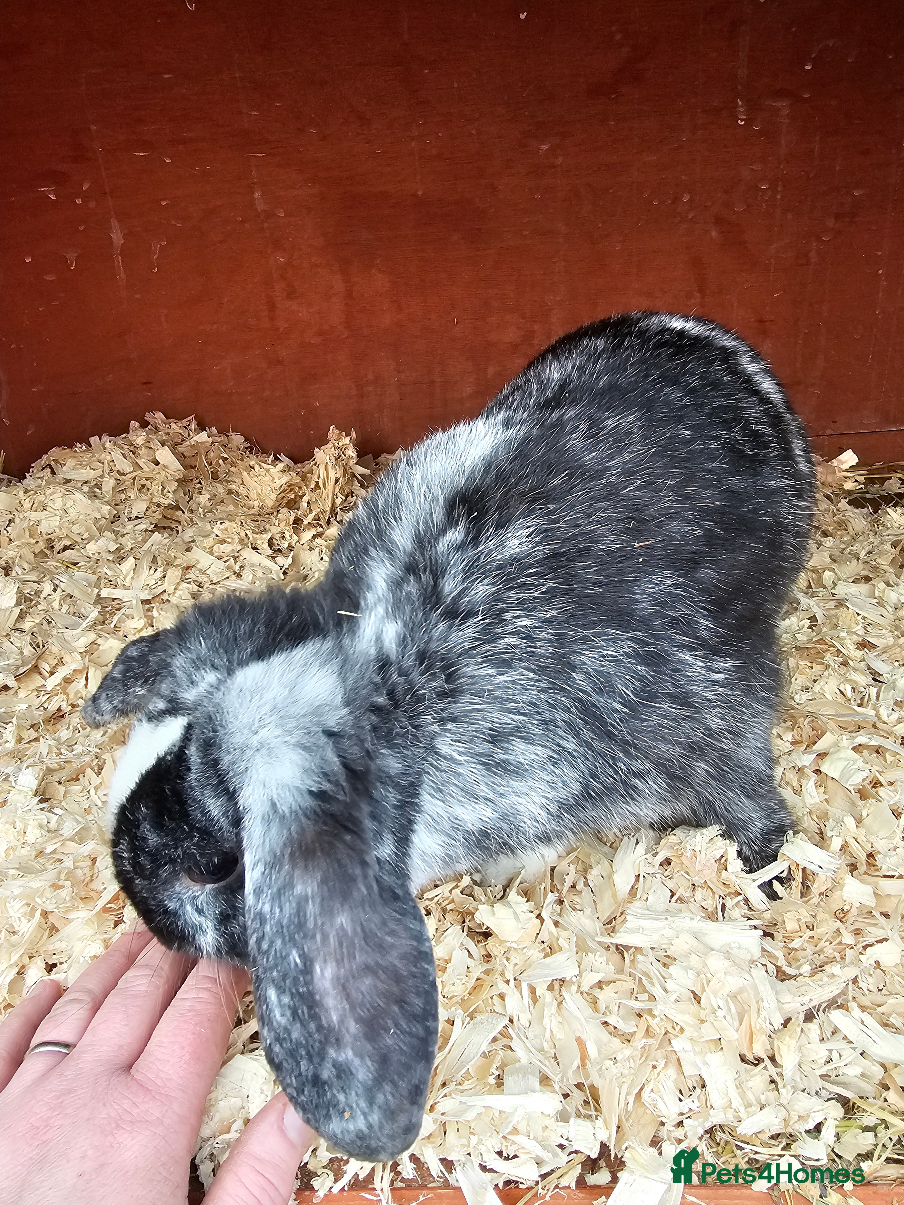 Mini Lop rabbits Mini lop buck 10 month old - Advert 1