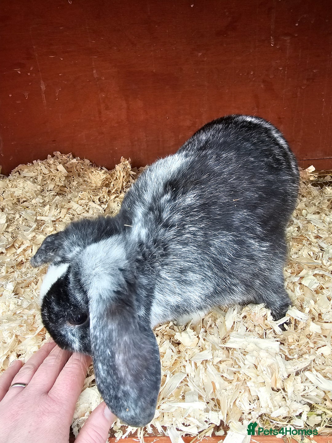 Mini Lop rabbits for sale: Mini lop buck 10 month old - Advert 1
