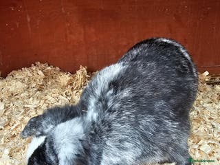 Mini Lop rabbits Mini lop buck 10 month old - Advert 9