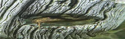 Other/Mixed Breed fish for sale: Established fish tank 5ft - Advert 2