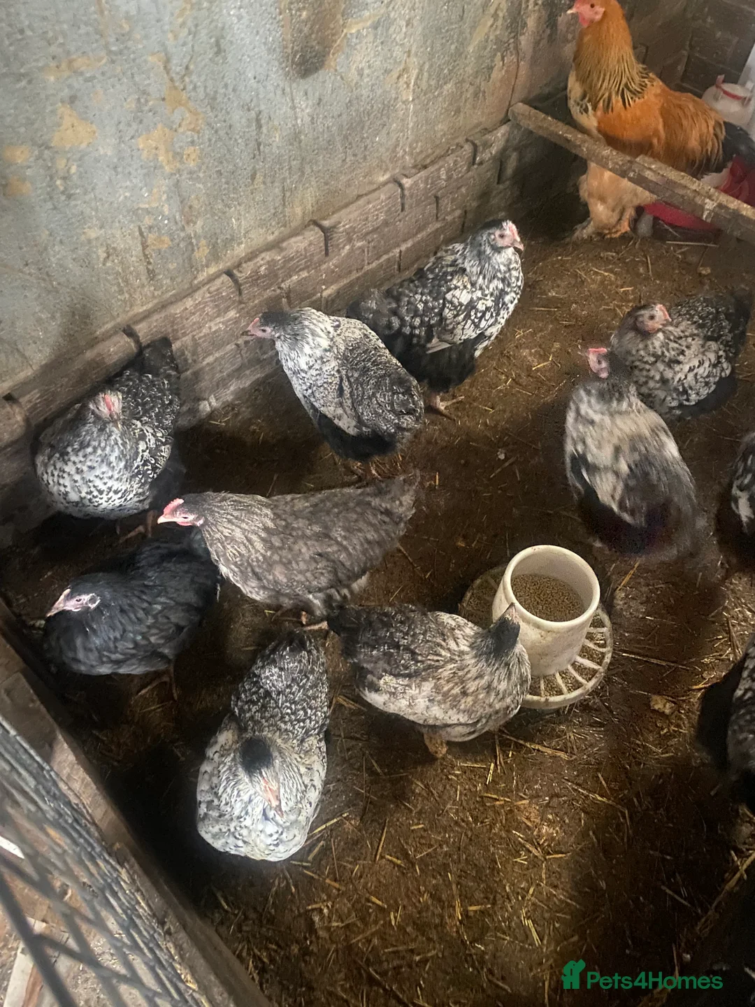 Chickens poultry for sale: Poultry for sale  - Advert 4