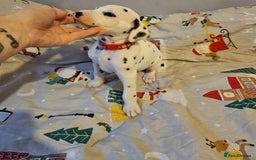 Dalmatian dogs for sale: 4 KC Dalmatian puppy boys Left - Image 33