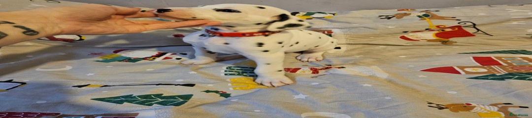 Dalmatian Puppy 4