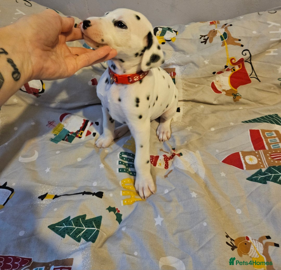 Dalmatian dogs for sale: 4 KC Dalmatian puppy boys Left - Image 33