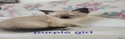 Ragamese cats for sale: Gorgeous Ragdoll x Siamese Kittens - Advert 5