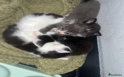 Mixed Breed cats for sale: 1 male 1 female 7 week old kitten  - Image 5