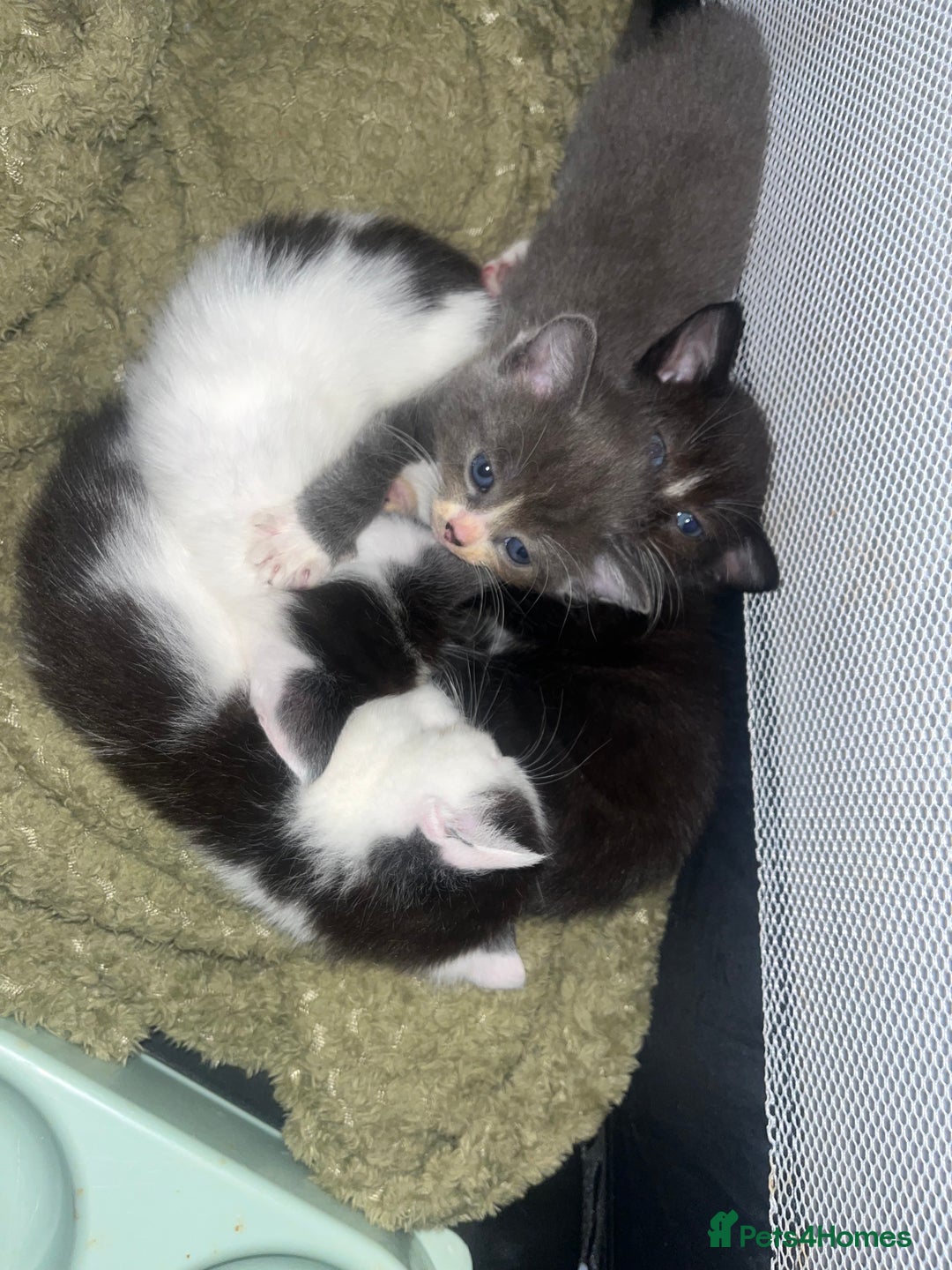 Mixed Breed cats for sale: 1 male 1 female 7 week old kitten  - Image 5