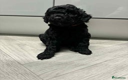 Mixed Breed dogs for sale: Stunning miniature poodle puppies  - Image 5