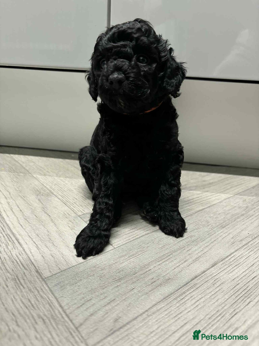 Mixed Breed dogs for sale: Stunning miniature poodle puppies  - Image 5