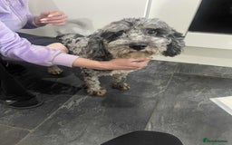 Cavapoo dogs for sale: Cavapoo girl - Image 1