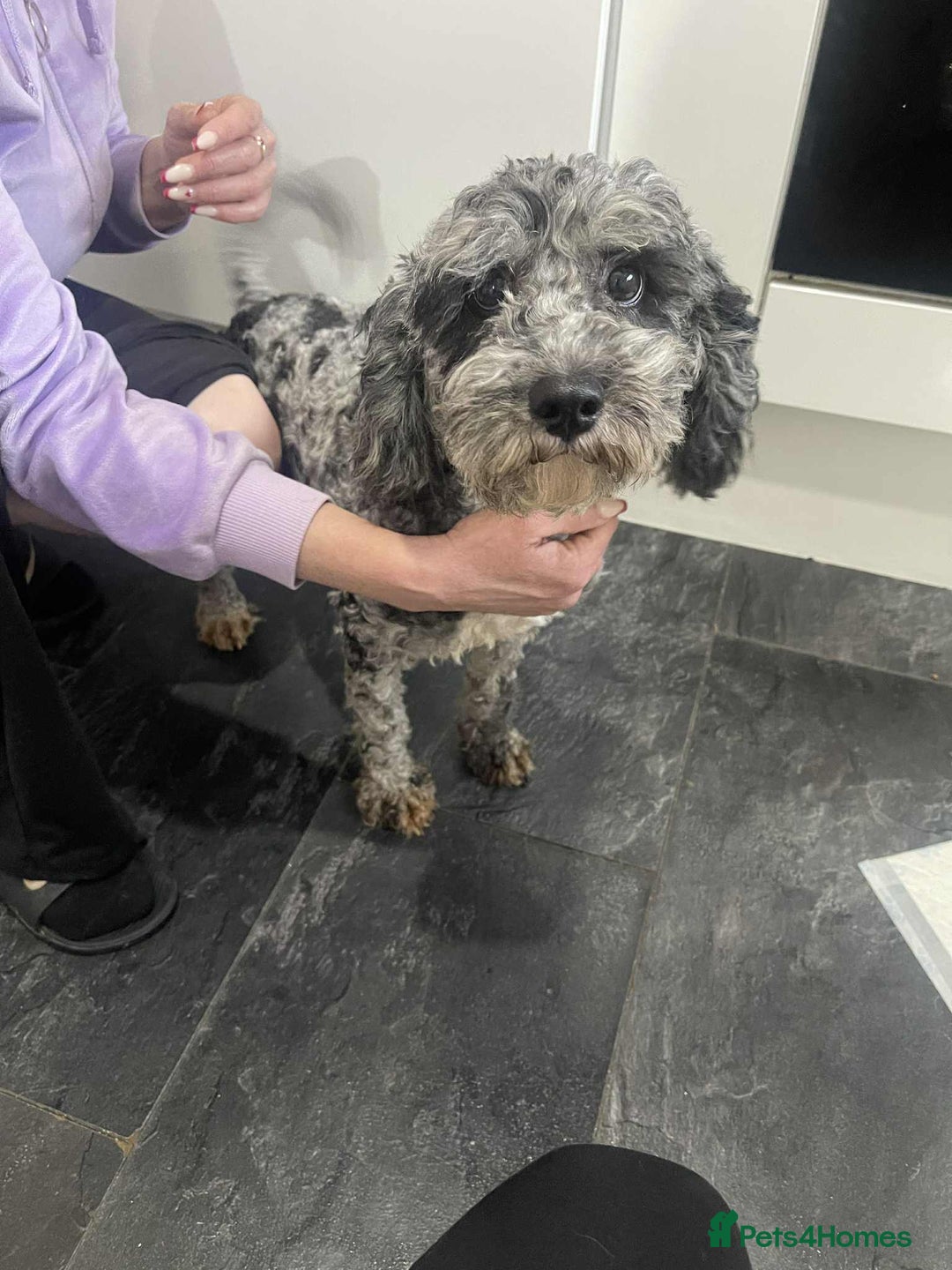Cavapoo dogs for sale: Cavapoo girl - Image 1
