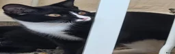 Mixed Breed cats for sale: Mother 3 older kittens and a kitten in Cardiff - Advert 9