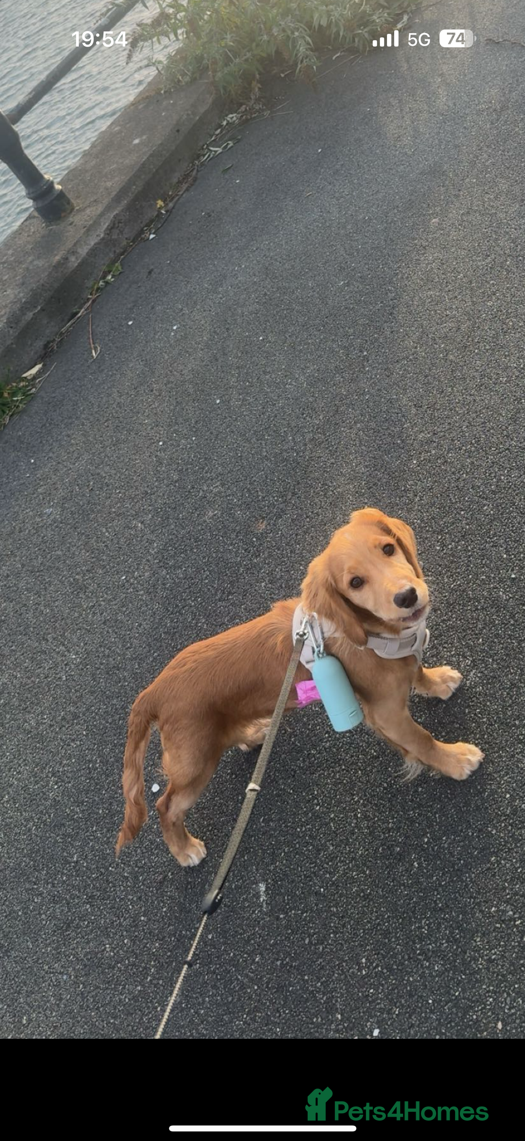 Cocker Spaniel dogs for sale: Cocker spaniel Puppy  - Advert 5