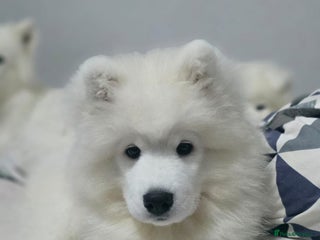 Samoyed dogs Beautiful, cheerful Samoyeds. - Advert 3