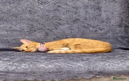 Mixed Breed cats for sale: Ginger cat/ 7 months old  - Image 25