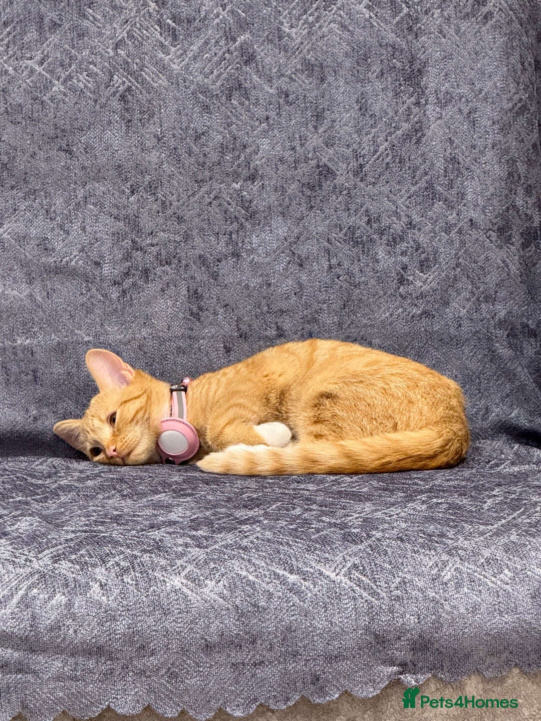 Mixed Breed cats for sale: Ginger cat/ 7 months old  - Image 25