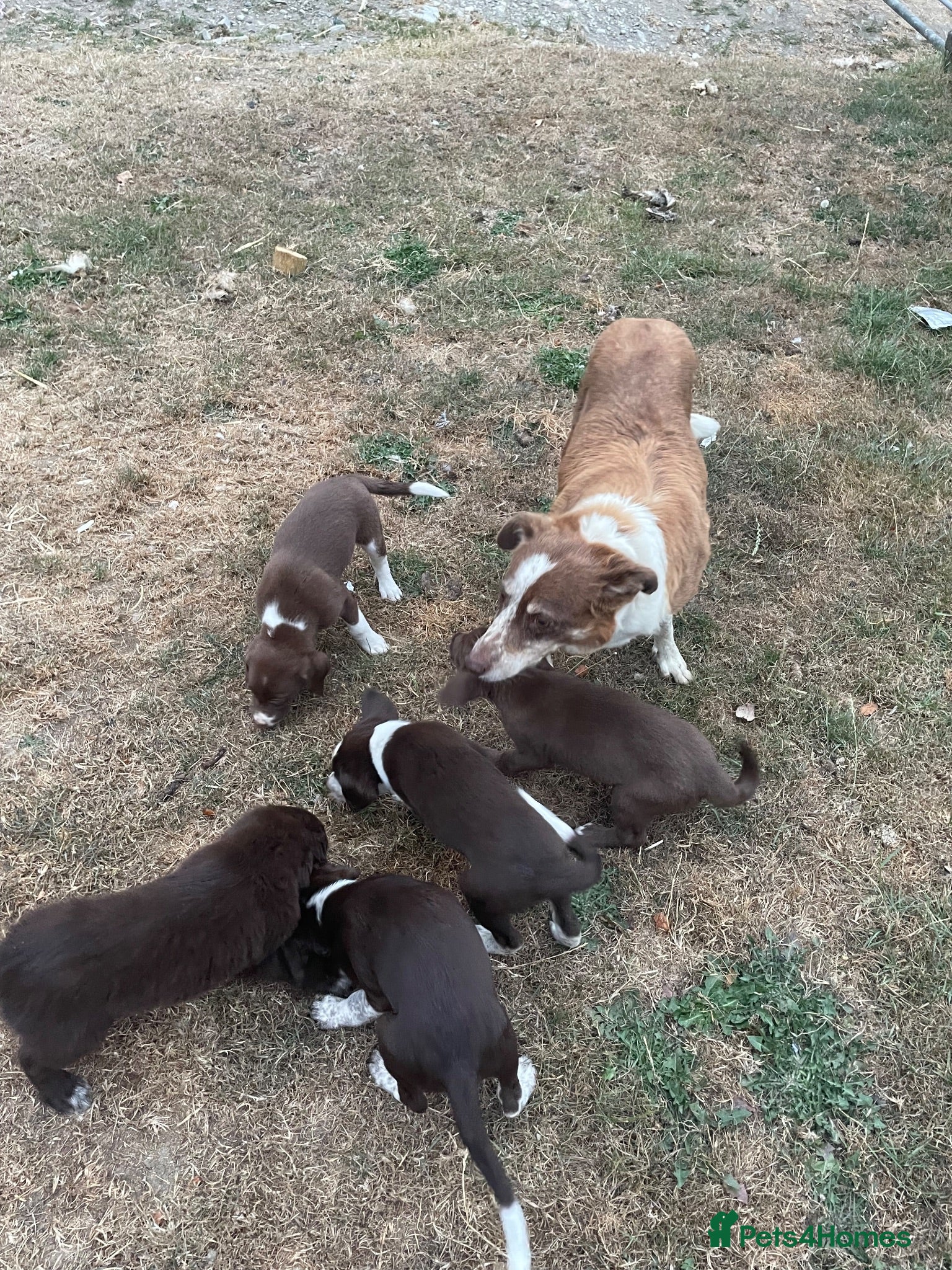 Border Collie dogs Welsh Border Collie Puppies Ready now - Advert 2