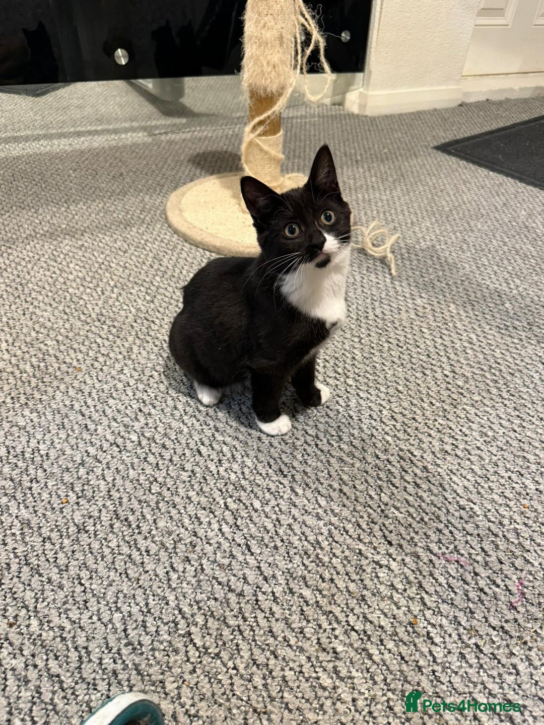 Mixed Breed cats for sale: Fabulous kittens 4months old x2  - Advert 3