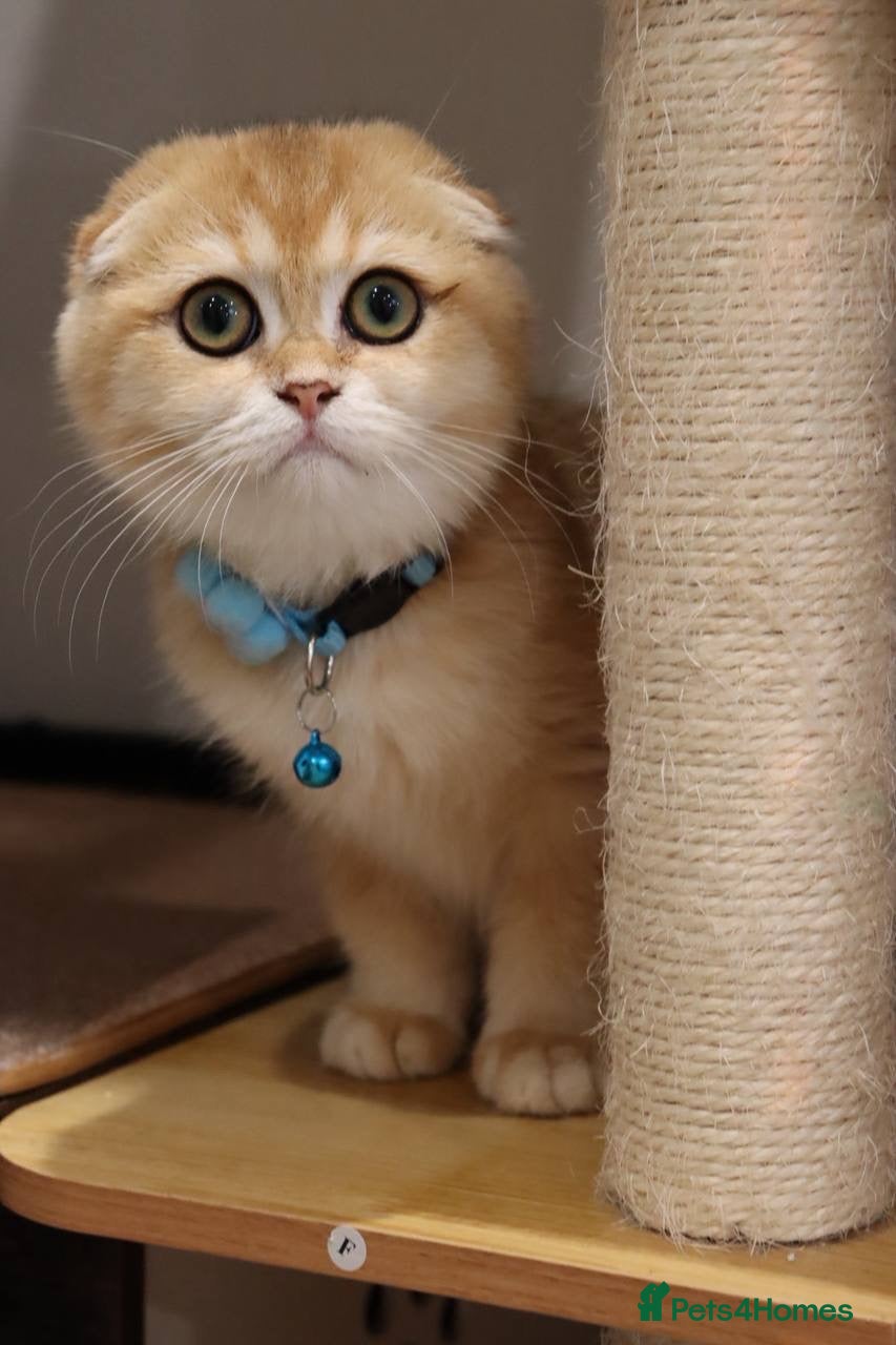 Scottish Fold cats for sale: Champion BL Stunning Scottish kittens  - Advert 1