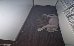 British Shorthair cats for sale: 5 kittens looking for a new home - Image 7