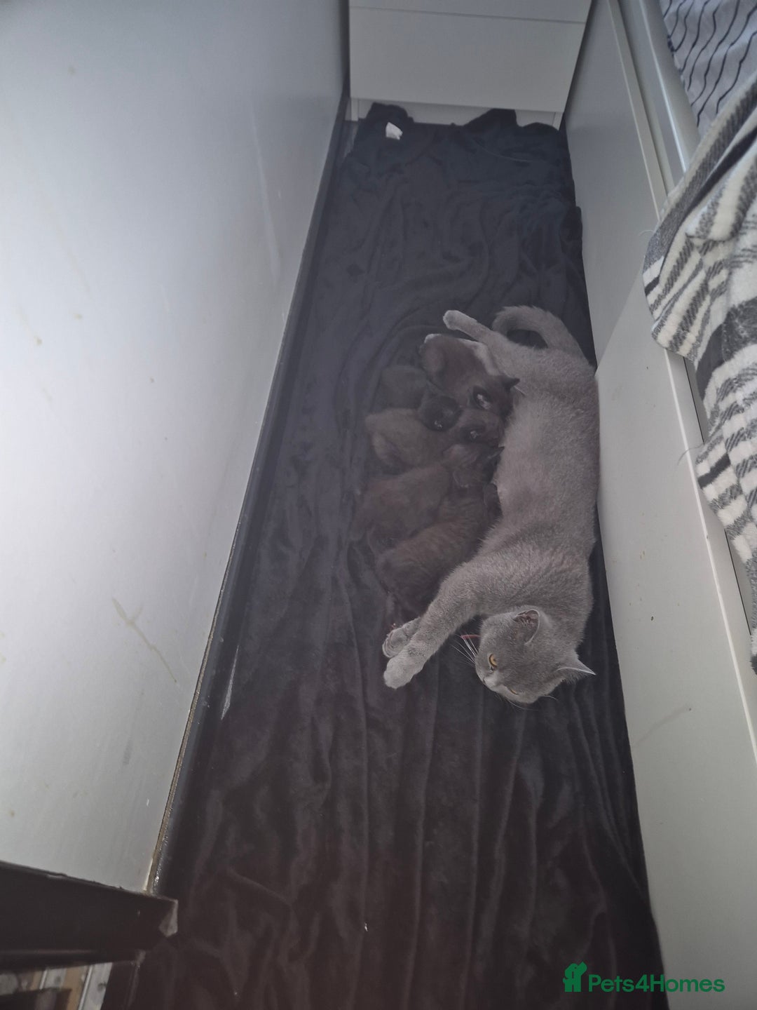 British Shorthair cats for sale: 5 kittens looking for a new home - Image 7