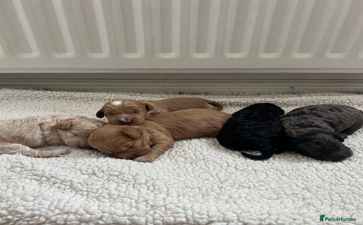 Cavapoo dogs - Advert 2