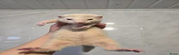Ferret rodents for sale: Friendly Ferret Girls - Advert 8