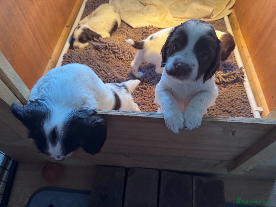 English Springer Spaniel dogs for sale: KC registered English Springer Spaniels  - Image 10