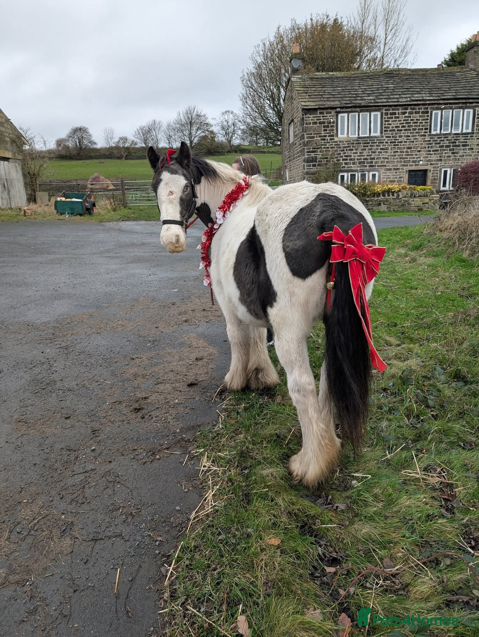 Irish Cob horses 13,2 Irish cob mare ( in foal) - Advert 4