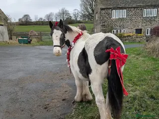 Irish Cob horses 13,2 Irish cob mare ( in foal) - Advert 4