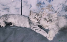 British Shorthair cats for sale: Beautiful British kittens - Image 6